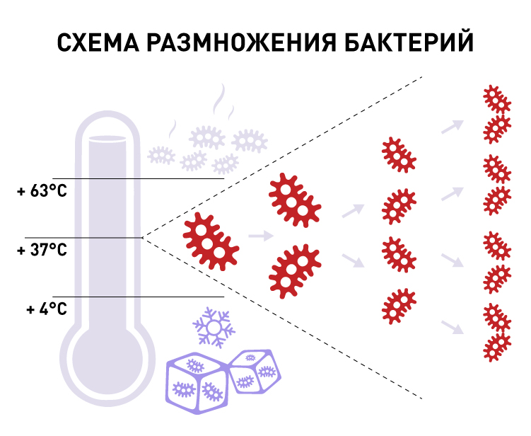 Схема размножения бактерий.jpg