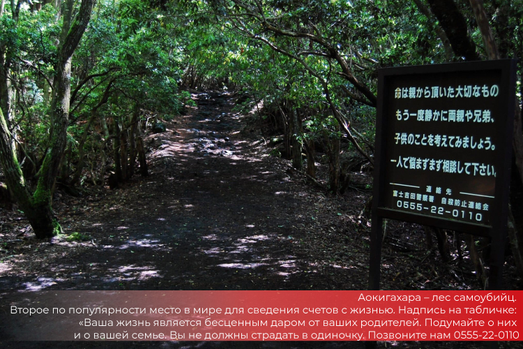 Аокигахара – лес самоубийц